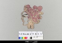 藏品(中國湖北皮影戲偶頭-武生)的圖片